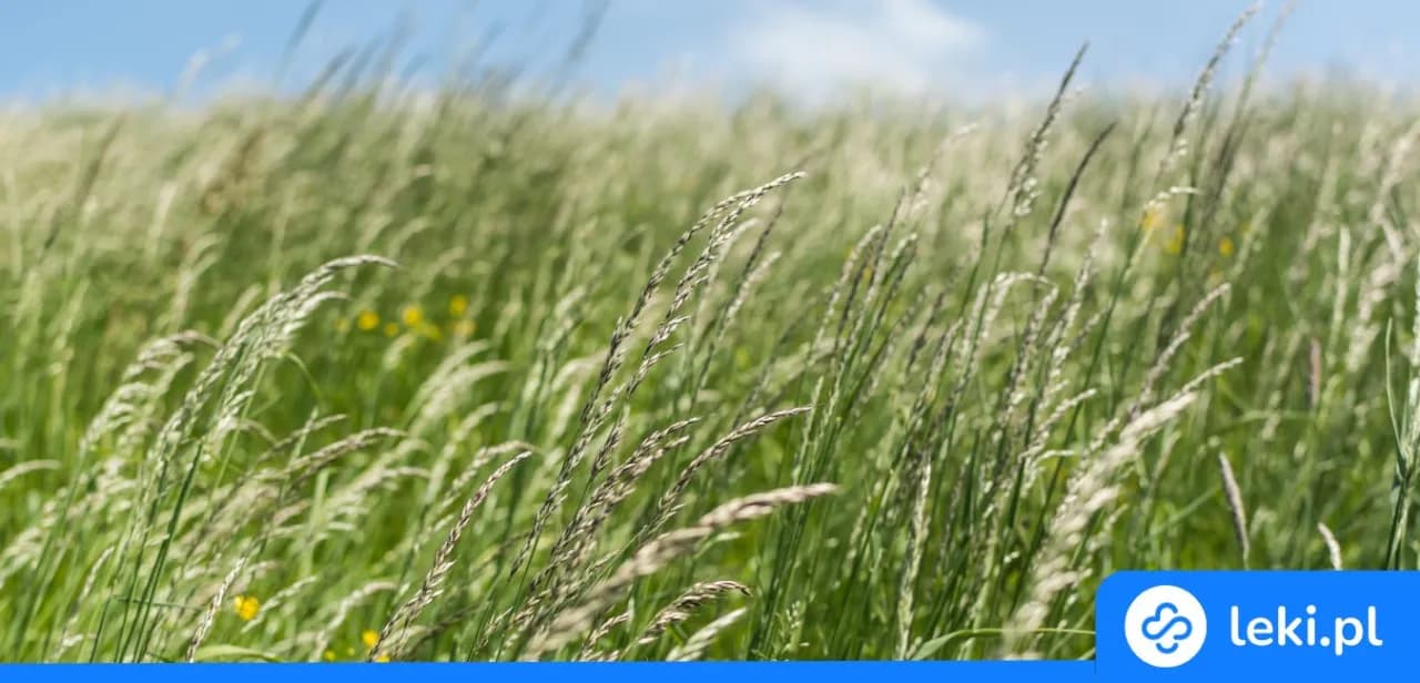 Skuteczne leki na alergię na trawy – jak złagodzić objawy alergii